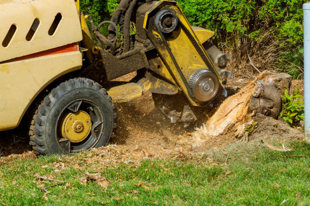 Cudahy, CA Tree Removal Company